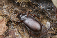 Nebriinae
