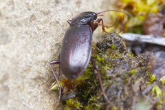 Nebriinae