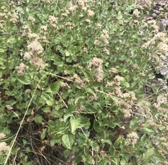 Ageratina occidentalis