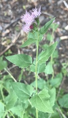 Ageratina occidentalis
