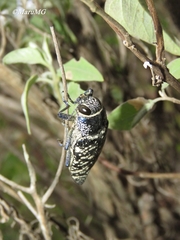 Lampetis dilaticollis