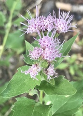 Ageratina occidentalis
