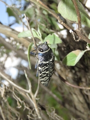 Lampetis dilaticollis