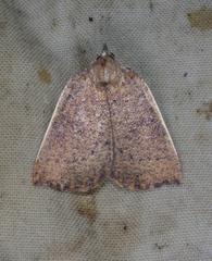 Authaemon stenonipha