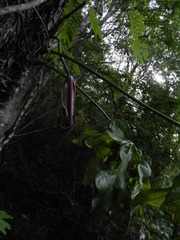 Anthurium clavigerum