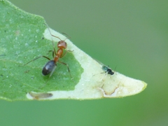 Dorymyrmex bicolor