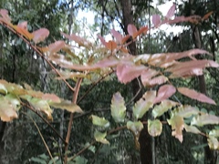 Cupaniopsis newmanii