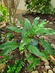 Anthurium crenatum