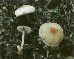 Gymnopus aquosus