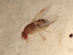 Steganinae