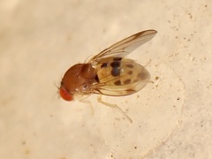 Steganinae