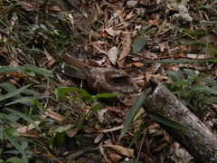 Nyctiphrynus ocellatus