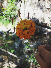 Lilium humboldtii