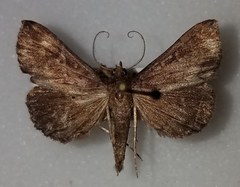 Hypenula cacuminalis