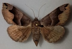 Gondysia smithii