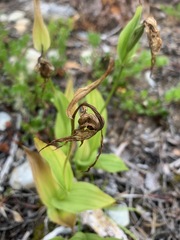 Cypripedium parviflorum