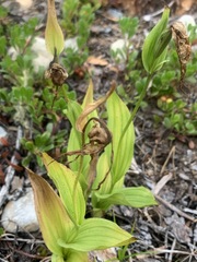 Cypripedium parviflorum