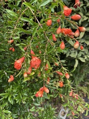 Punica granatum