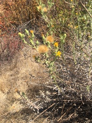 Heterotheca sessiliflora echioides