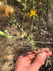 Heterotheca sessiliflora echioides