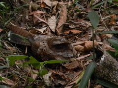 Nyctiphrynus ocellatus