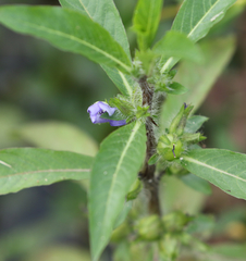 Hydrolea quadrivalvis