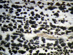 Arthonia nigrocincta