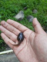 Leptobrachium