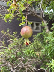 Punica granatum