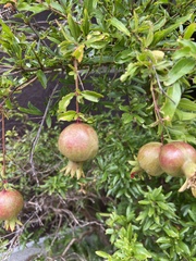 Punica granatum