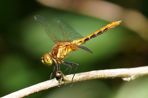 Striped Meadowhawk