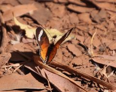 Acraea rhodesiana
