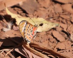 Acraea rhodesiana