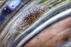 Corambe pacifica