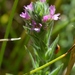 Epilobium campestre - Photo (c) Todd Plummer, algunos derechos reservados (CC BY-NC-SA)