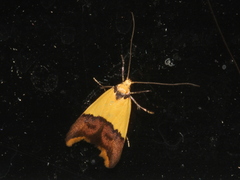 Hemibela oxyptera