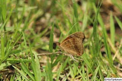 Junonia nigrosuffusa