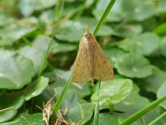 Ecpyrrhorrhoe damastesalis