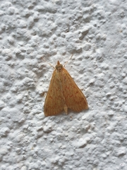 Ecpyrrhorrhoe damastesalis