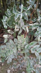 Erysiphe palczewskii
