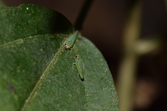 Graphocephala aurolineata