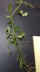 Nasturtium microphyllum