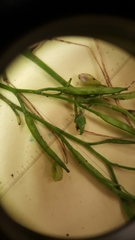 Nasturtium microphyllum