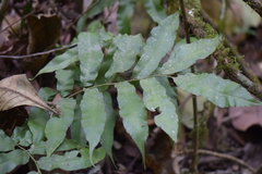 Phanerophlebia