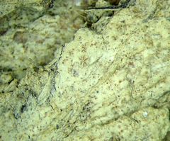 Enterographa pallidella