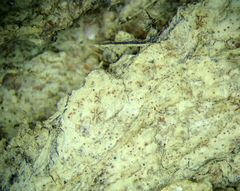 Enterographa pallidella