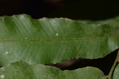 Phanerophlebia