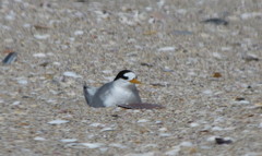 Sternula nereis davisae