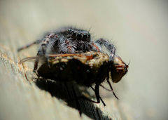 Phidippus purpuratus
