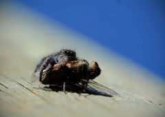 Phidippus purpuratus